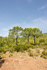 Through the desert of the palms in castellon, spain