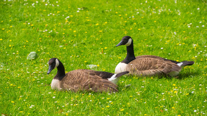Geese grazing on the grass.