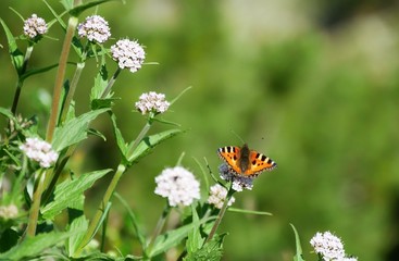 Schmetterling auf Blume