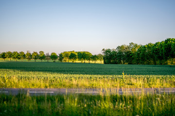 Fototapeta premium Beautiful green nature in Europe from the road
