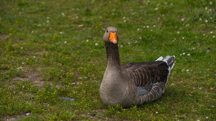 Geese grazing on the grass.