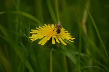 dandelion and a honey bee