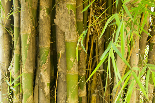Bambus im Jungle von Thailand