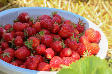 Strawberries / Harvest strawberries. Strawberry bushes with berries.