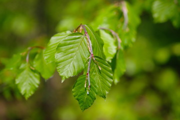Junge Buchenblätter