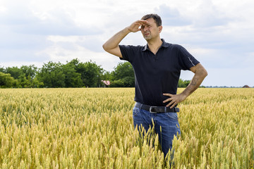 man inspecting yield in wheat field and taking notes
