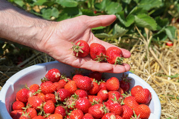 Strawberries / Harvest strawberries. Strawberry bushes with berries.