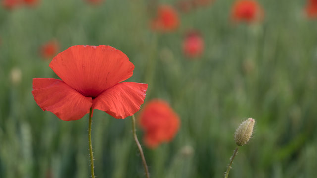 Fototapeta red poppies on the field big flowers.