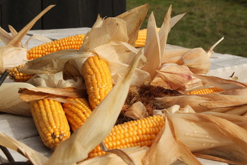 Many ripe corn cob scattered in disarray with dry leaves around © Monik-a