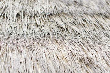 Hütte und Haus mit Grassdach in den Tropen