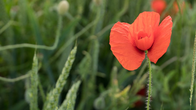 Fototapeta red poppies on the field big flowers.