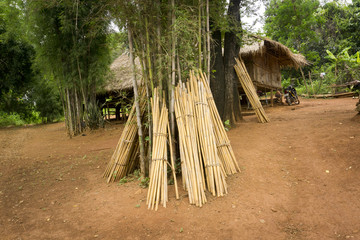 Bambus im Jungle von Thailand