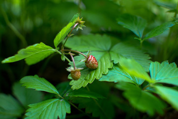 beautiful nature flower in a European Garden