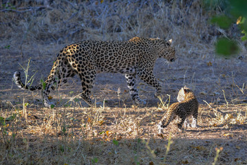 Leopard