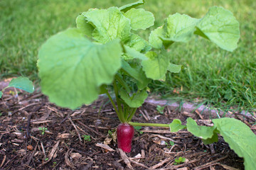 beautiful nature flower in a European Garden