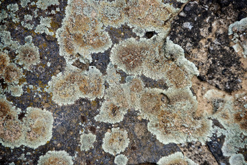 lichens on natural, tree bark