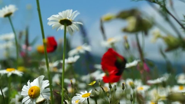 Poppy and daisy flowers swaying in the wind