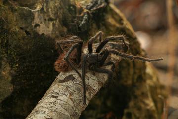 Spider 