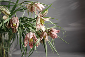 Fritillaria in vase on the worn gray surface.