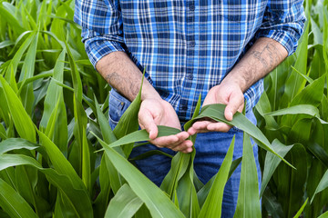 man inspecting yield in corn field and taking notes