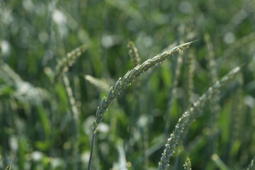 Green ears of corn on the wheat field