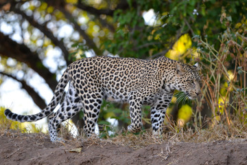 Leopard