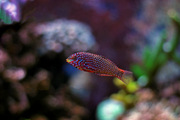 Leopard Wrasse in Aquarium