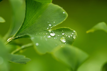 Raindrops close-up on young leaves of Ginkgo Biloba.