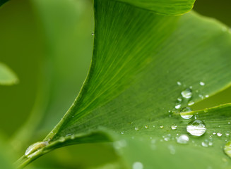 Raindrops close-up on young leaves of Ginkgo Biloba.