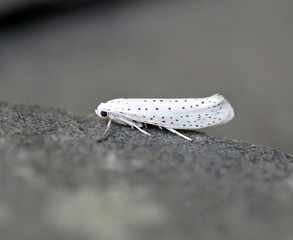 Traubenkirschen-Gespinstmotte (Yponomeuta evonymella)