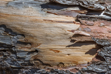 Old wood wooden texture. Peeling bark.