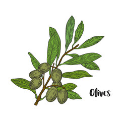 Vector drawn olives branch on white background in a sketch style. Exotic collection.