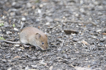 Vole