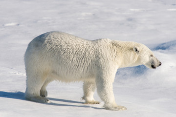 Polar bear on the pack ice