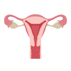 Illustration Of Human Uterus, Female, Internal Organs, Body, Physical, Anatomy, Health