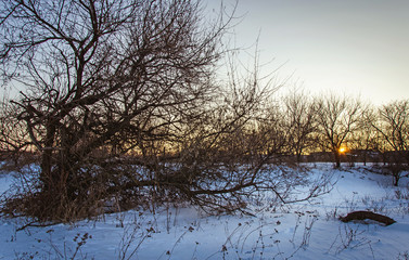 A gloomy tree and snow