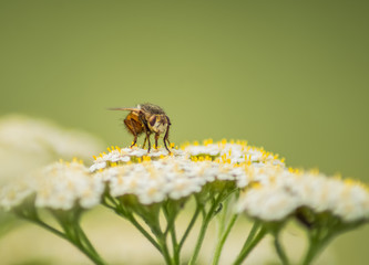 Fliege auf einer Blume