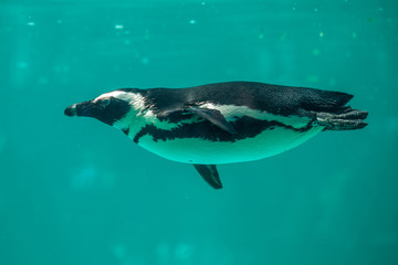 African penguin swims in the water in the Tbilisi zoo, the world of animals