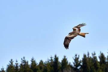 Rotmilan (Miilvus) fliegt über den Wald