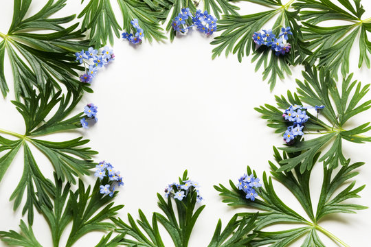 Green leaves and blue flowers on white background. Top view with copy space. Isolated.
