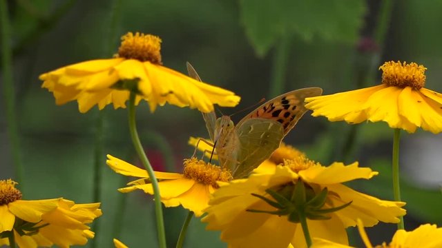 Butterfly on a flower.The butterfly eats the nectar of a yellow flower.Butterfly sits and sits.Season pollination blooming flowers.Summer garden - a living area and tremulous.