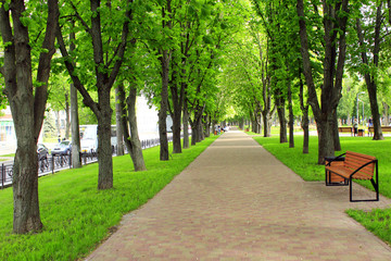 beautiful park with nice promenade path and big green trees