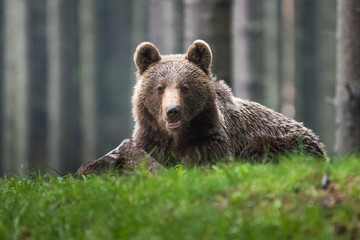 Naklejka na ściany i meble Brown bear (Ursus arctos) 