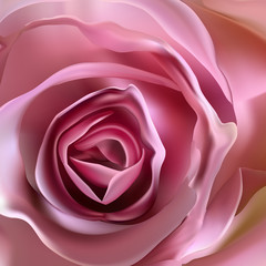 Fototapeta na wymiar Romantic floral background. Flower. Rose closeup on green.