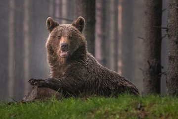 Brown bear (Ursus arctos) 