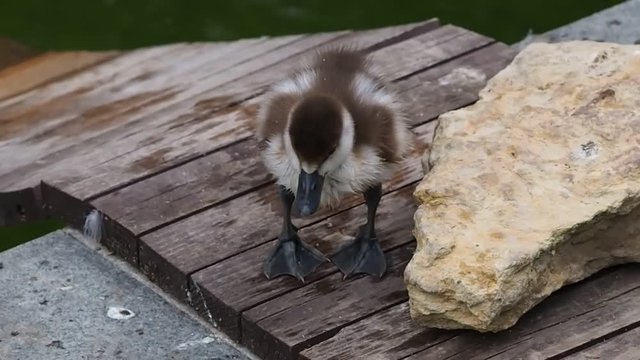 The duckling is cleaned after bathing and runs along the shore