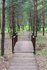 wooden path in the forest