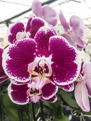 Orchid flower. Moth or Phalaenopsis orchid, beautiful colorful background.