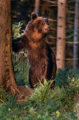 Brown bear (Ursus arctos) 