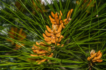 Park sanatorium "Crimea"